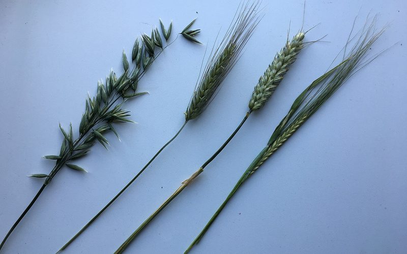 Grain & Field Crop Seeds