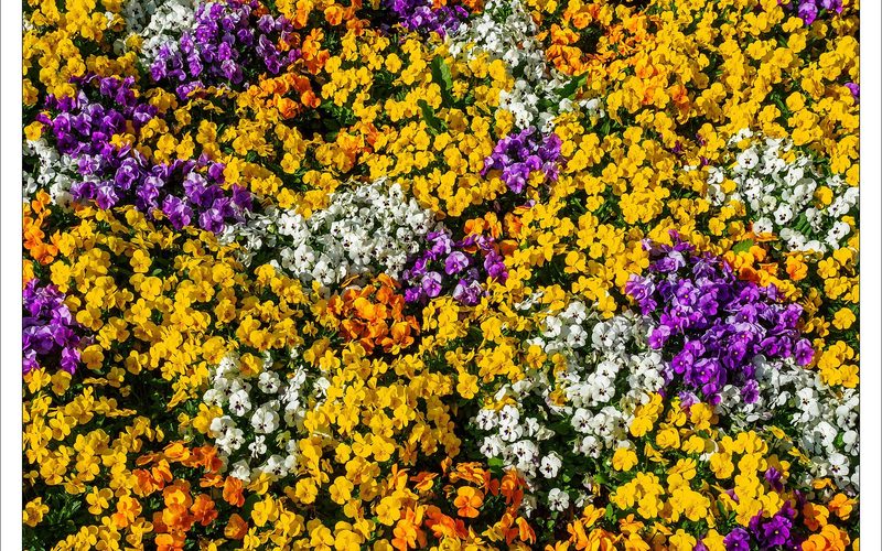 Flower Seeds