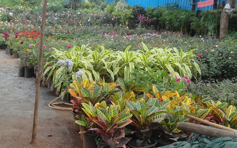 Live Plants & Saplings