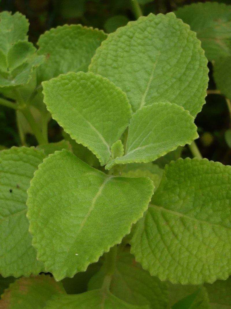 Ajwain Plant Small Nursery Bag