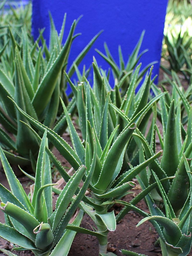 Aloe Vera Grafted Plant