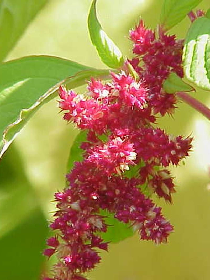 Amaranthus Seeds 25g