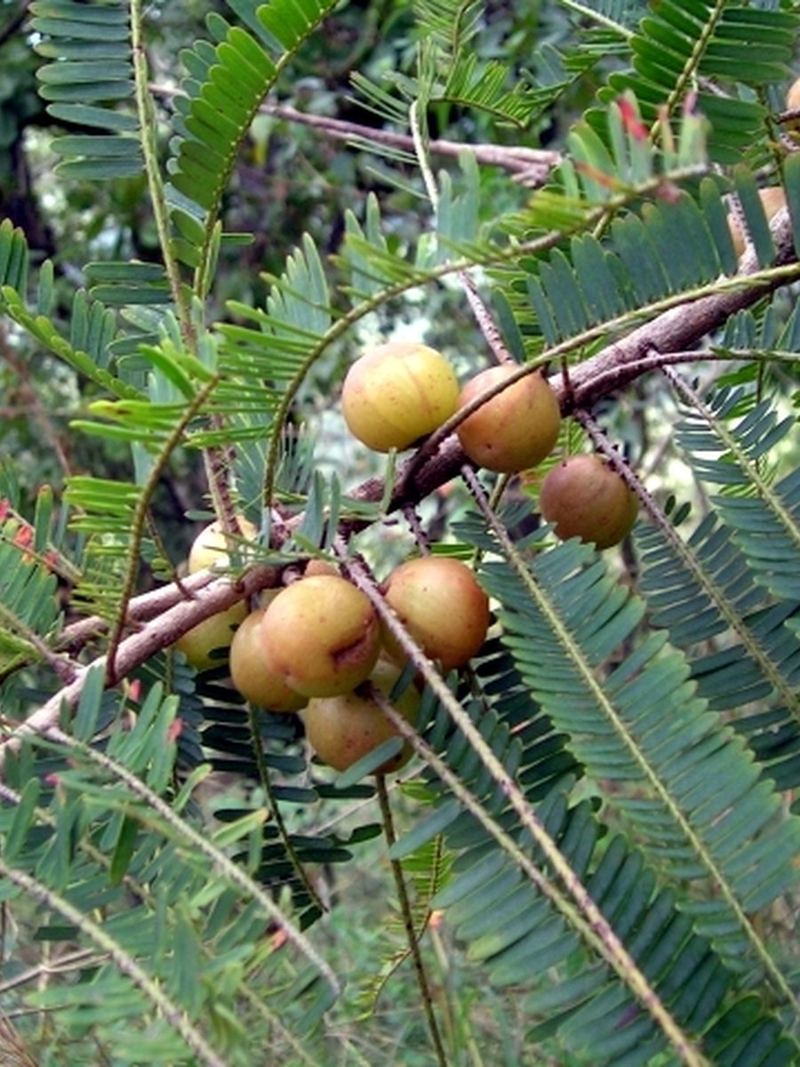 Amla Seeds 10 Seeds