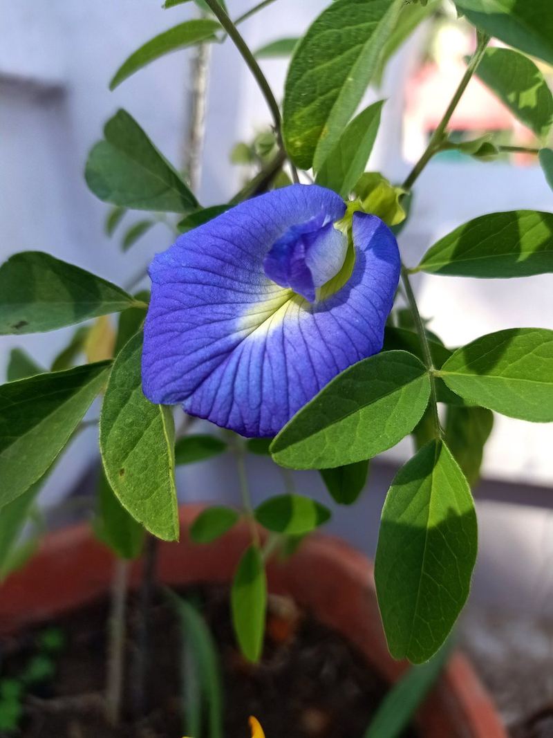 Aparajita Plant Medium Plant