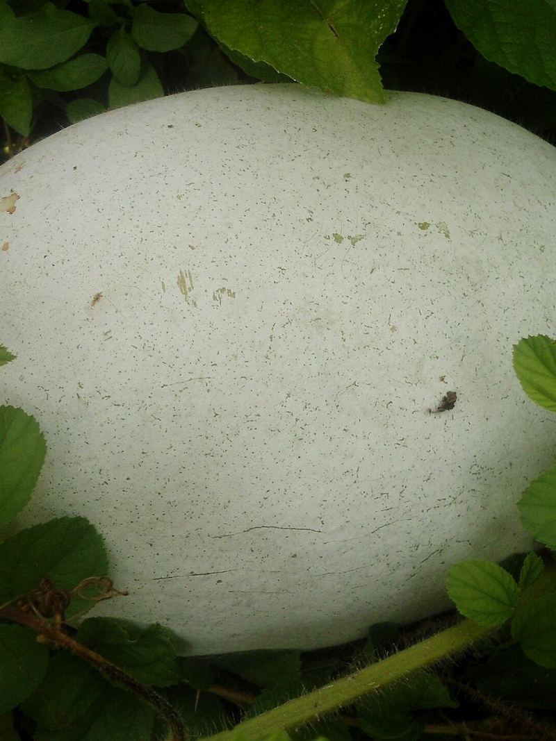 Ash Gourd Seeds 25g