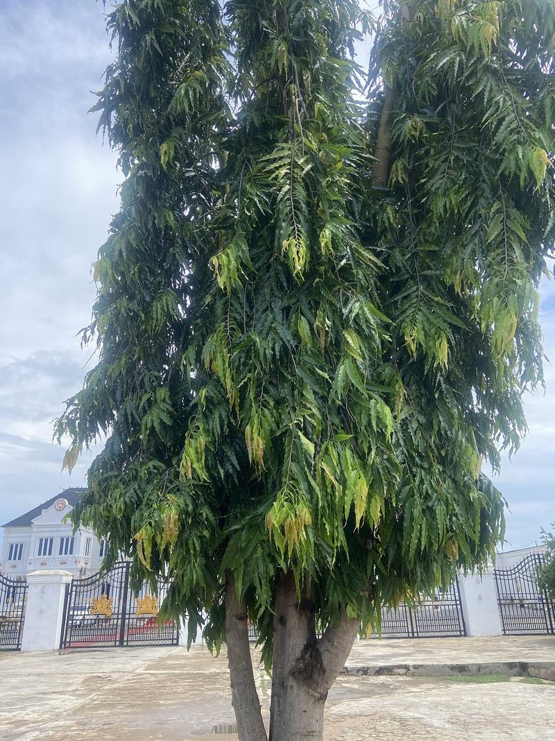 Ashoka Plant Grafted Plant