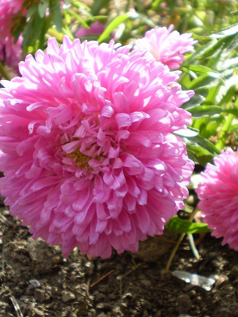 Aster Seeds 25 Seeds