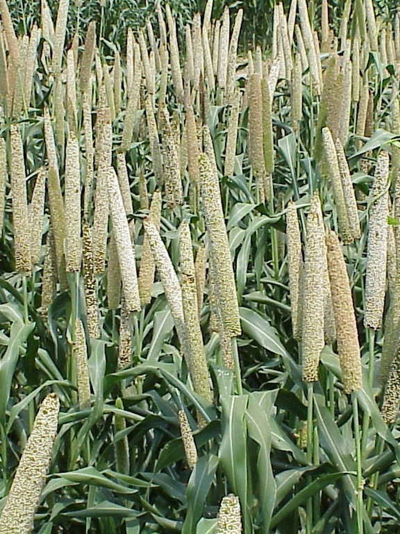 Bajra Seeds 500g
