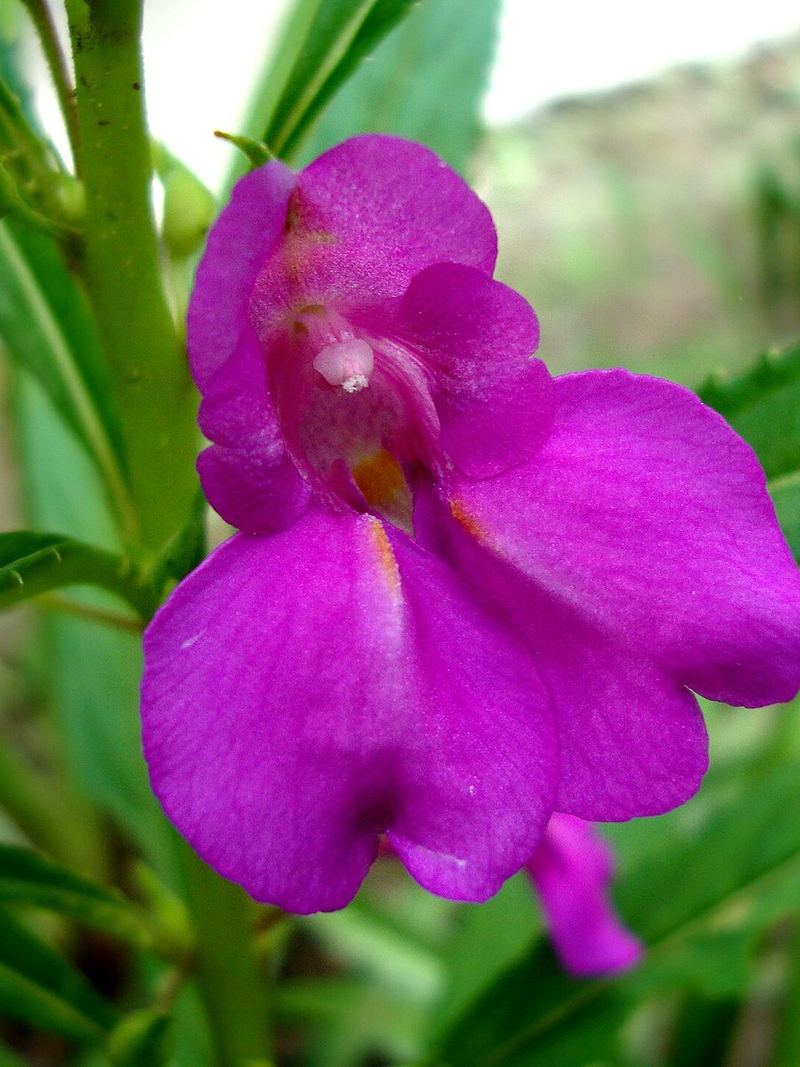 Balsam Seeds 25 Seeds