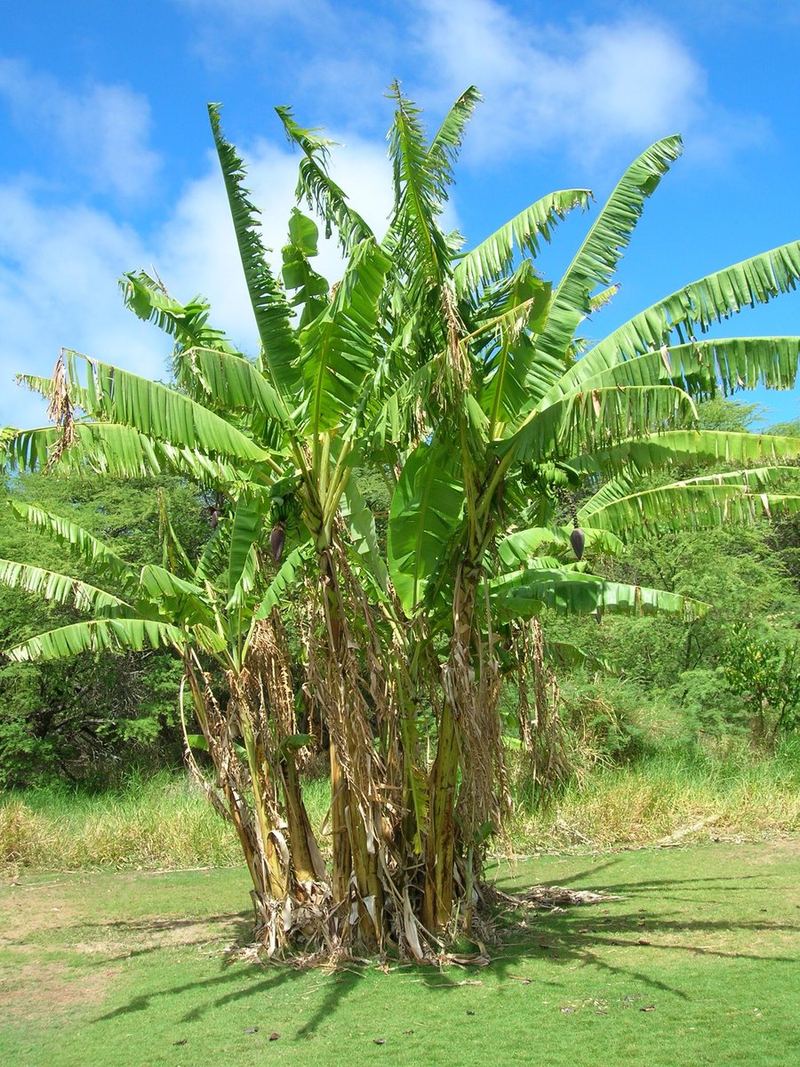 Banana Plant Medium Plant