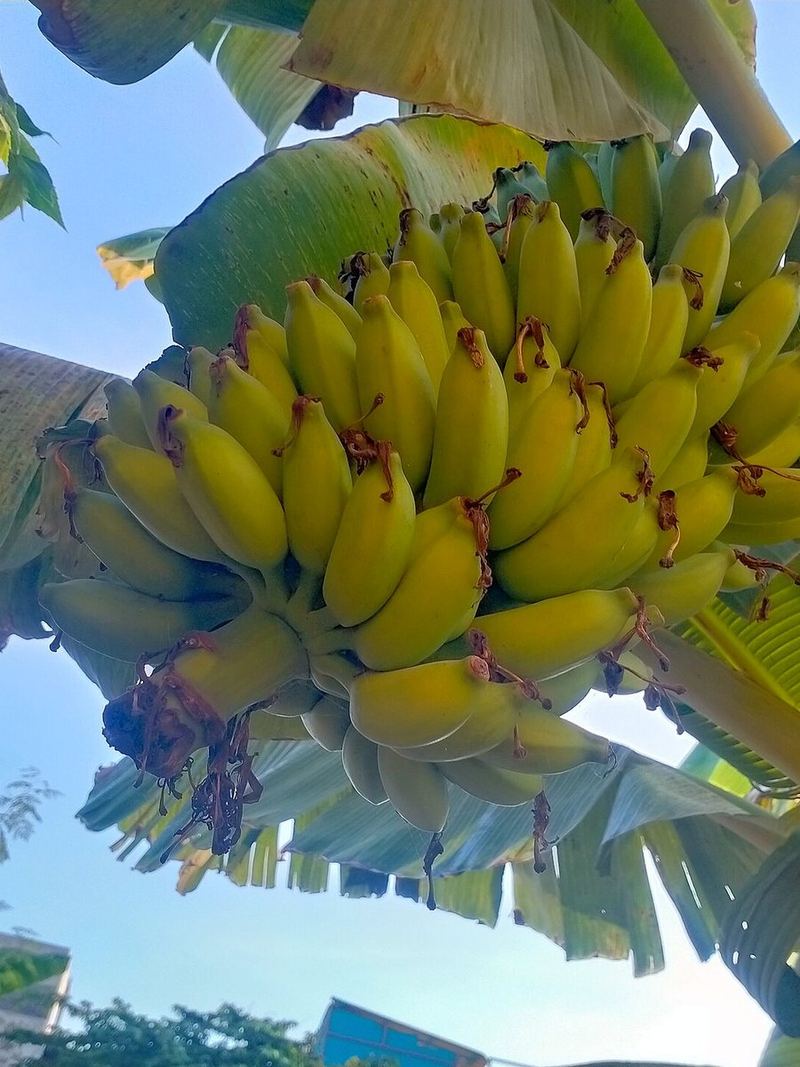 Banana Sucker Seeds 10 Seeds