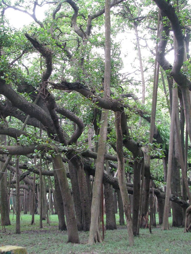 Banyan Sapling Grafted Plant