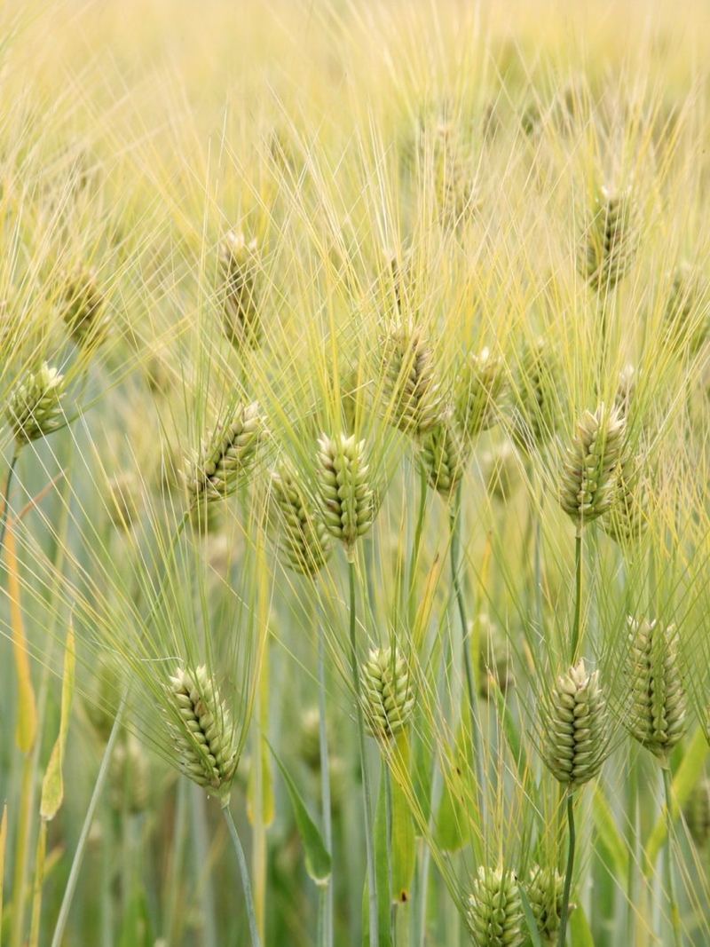 Barley Seeds 500g