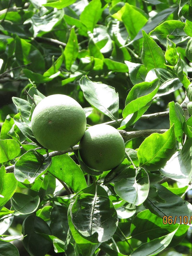 Bilva Plant Medium Plant