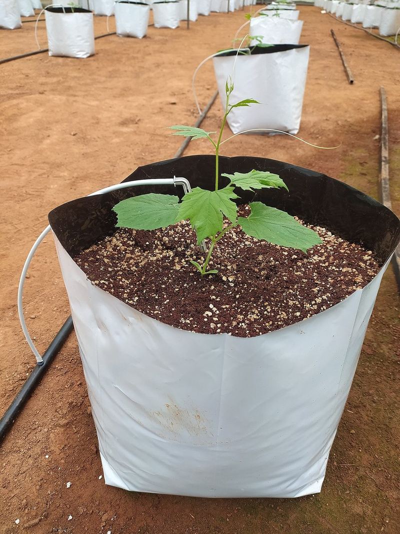 Bitter Gourd Seeds 25g