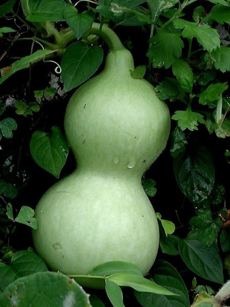 Bottle Gourd Seeds 25g