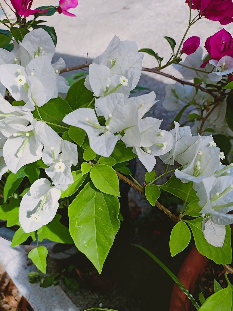 Bougainvillea Medium Plant