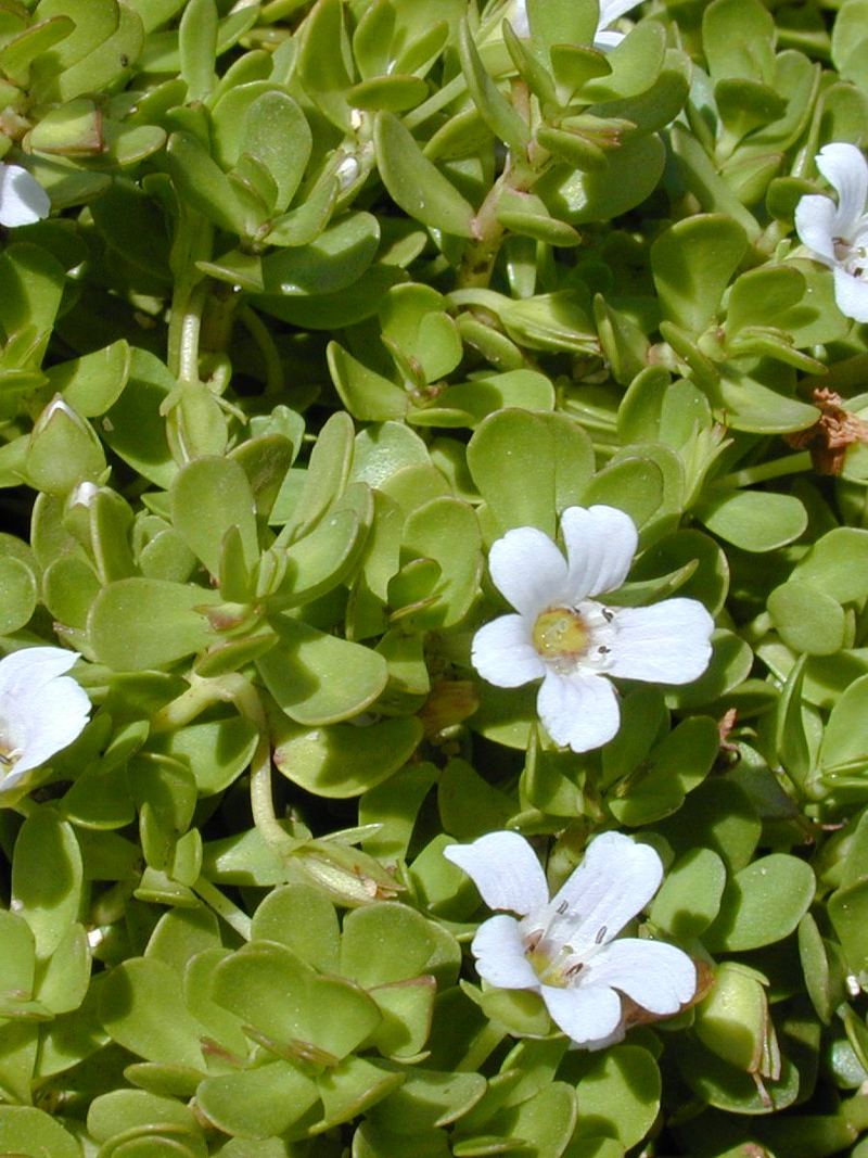 Brahmi Plant Grafted Plant