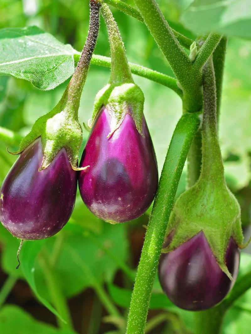 Brinjal Seeds 25g