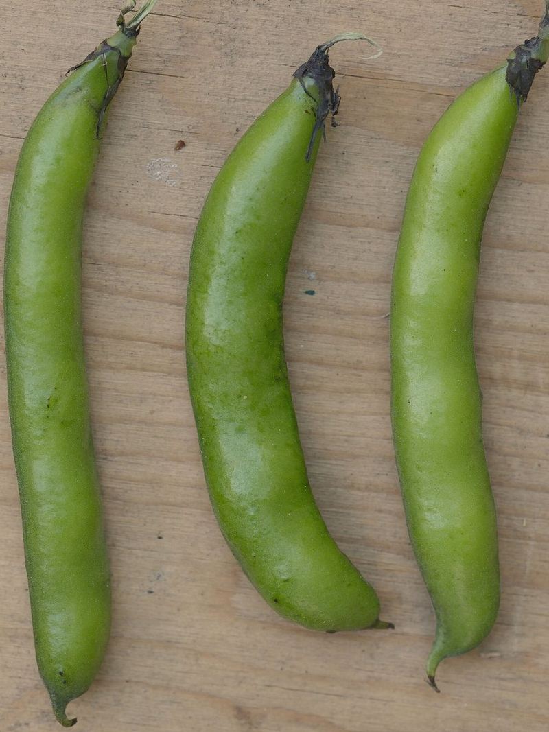 Broad Beans Seeds 25g