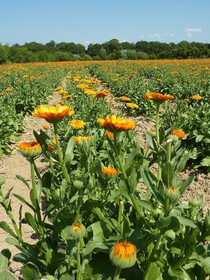 Calendula Seeds 25 Seeds