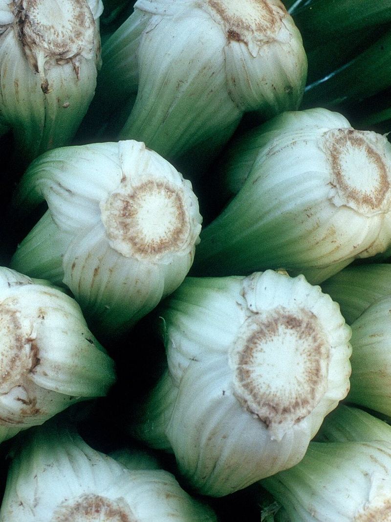 Celery Seeds 25g