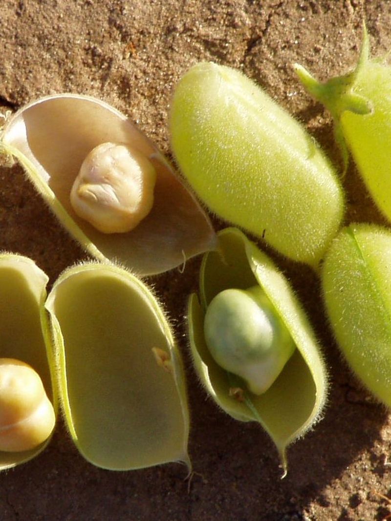 Chickpea Seeds 500g