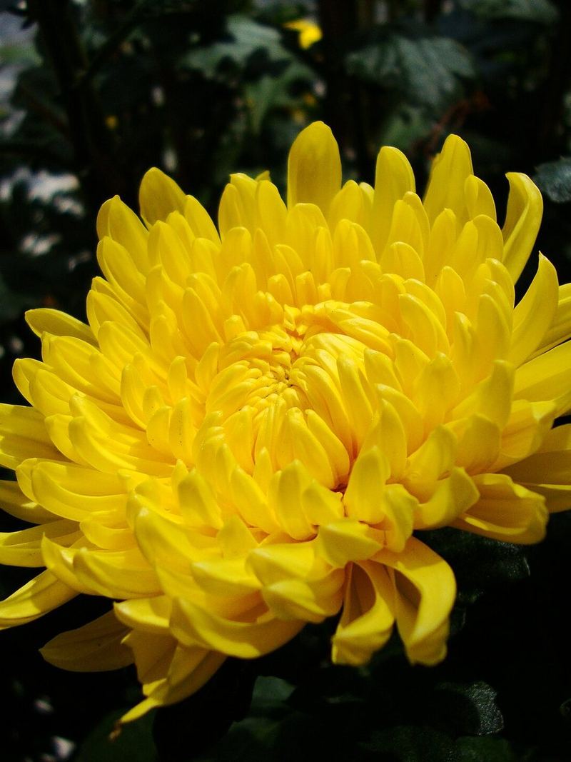 Chrysanthemum Seeds 25 Seeds