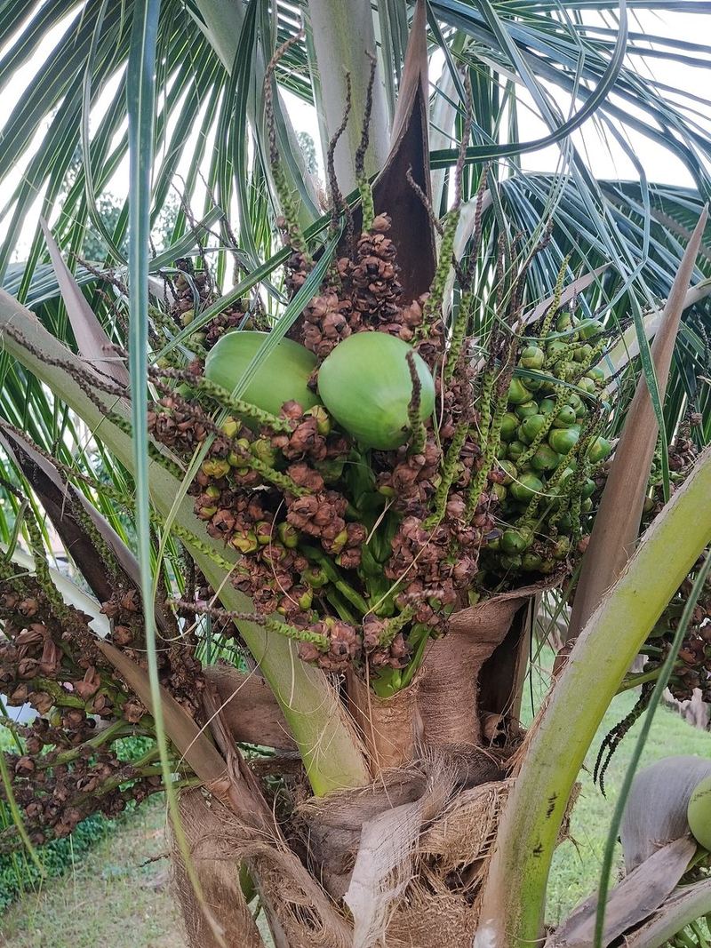 Coconut Plant Small Nursery Bag