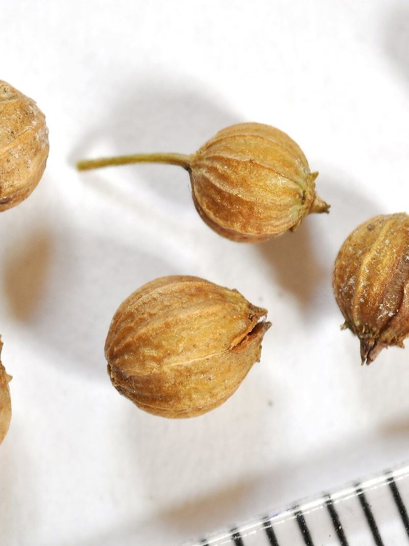 Coriander Seeds 25g