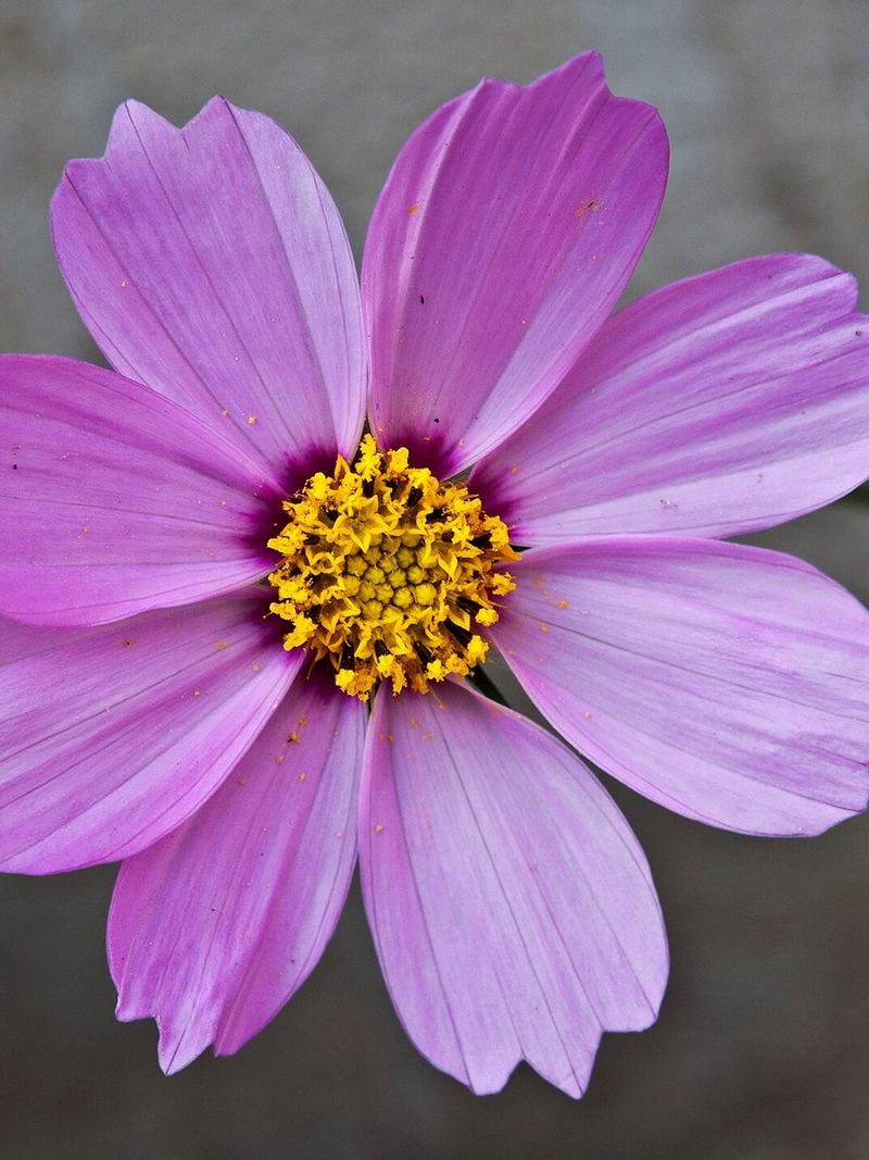Cosmos Seeds 25 Seeds