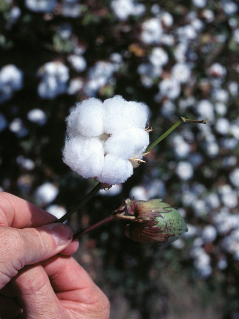 Cotton Seeds 500g