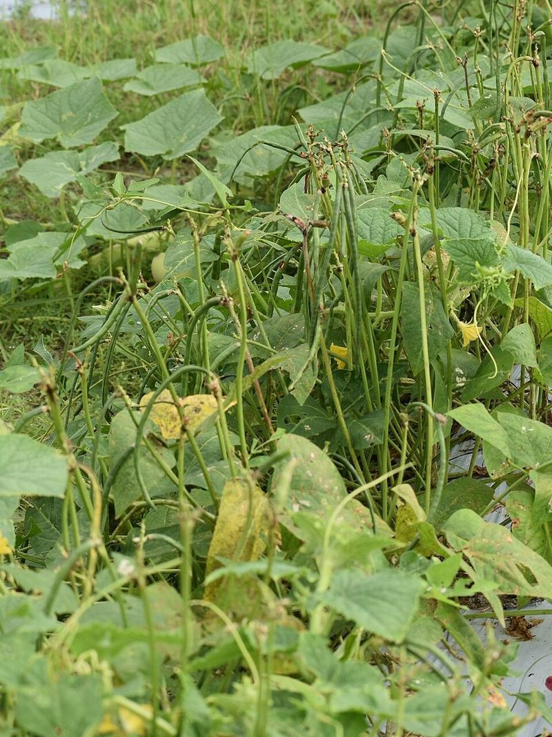 Cowpea Seeds 500g