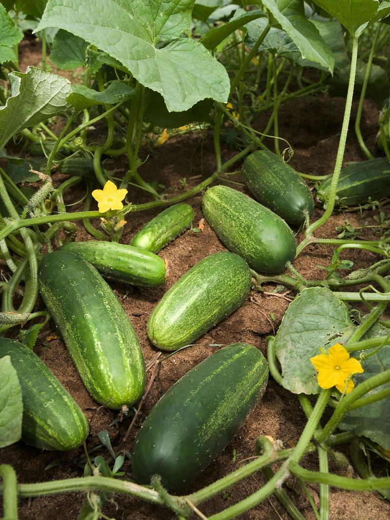 Cucumber Seeds 25g