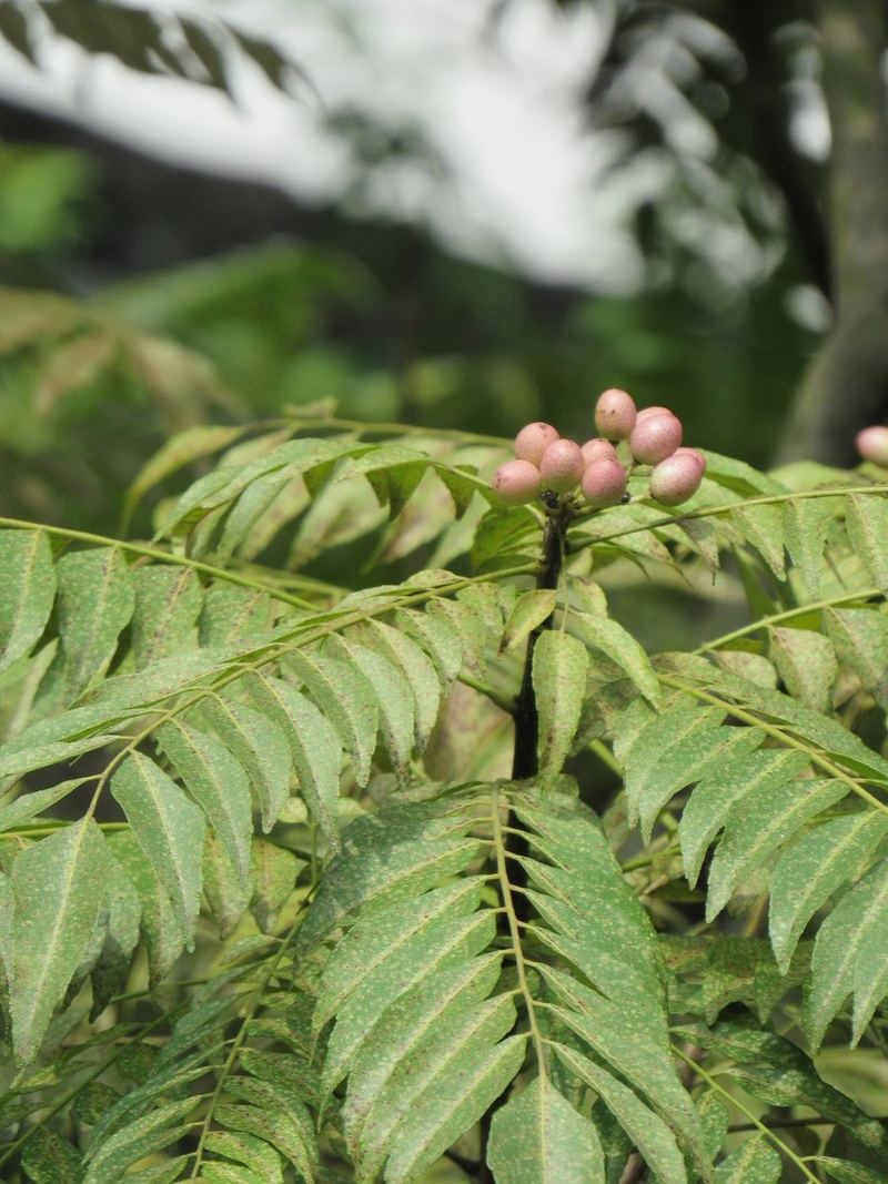 Curry Leaf Plant Grafted Plant