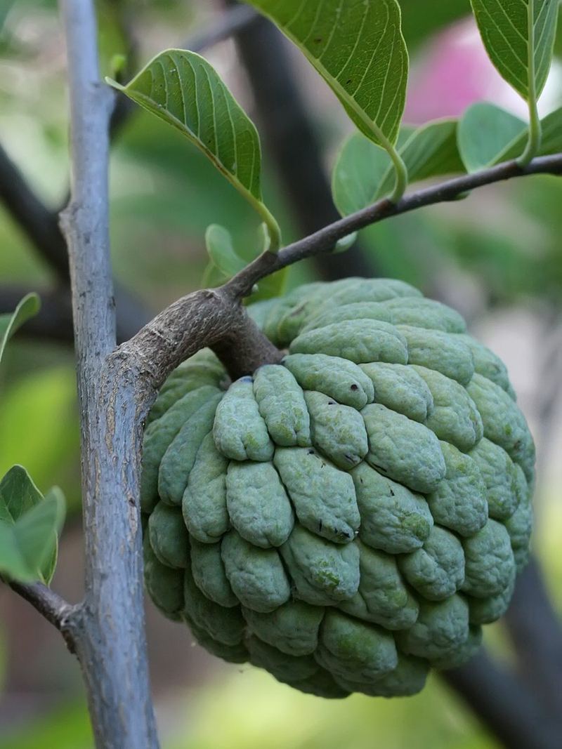 Custard Apple Seeds 10 Seeds