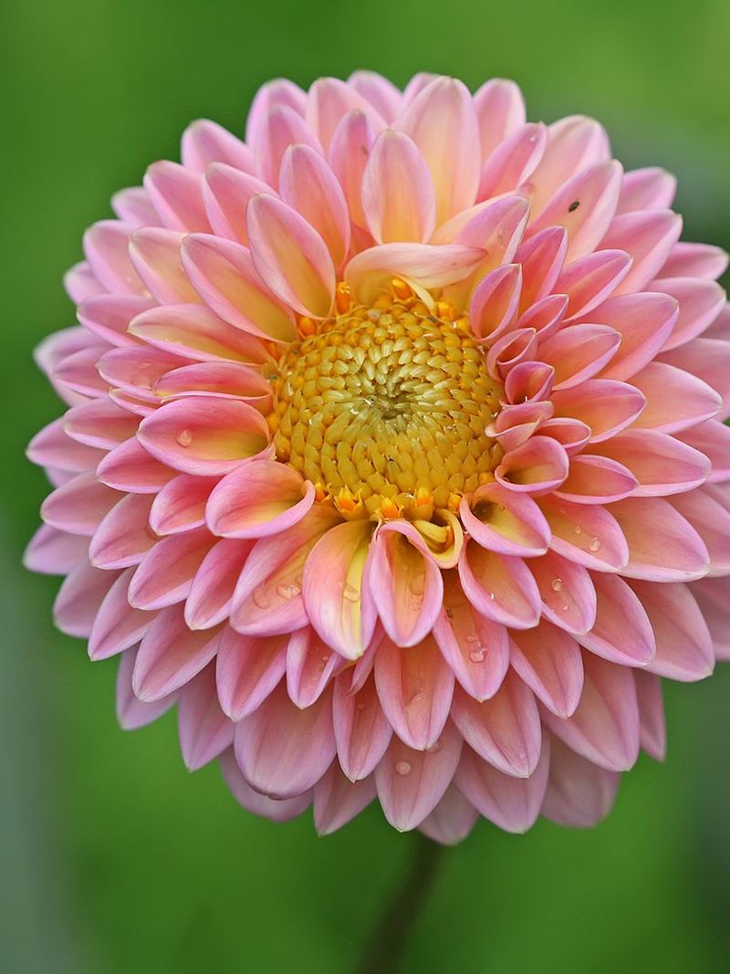 Dahlia Seeds 25 Seeds