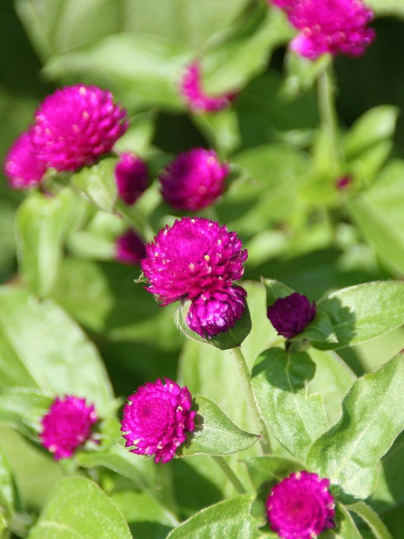 Gomphrena Seeds 25 Seeds