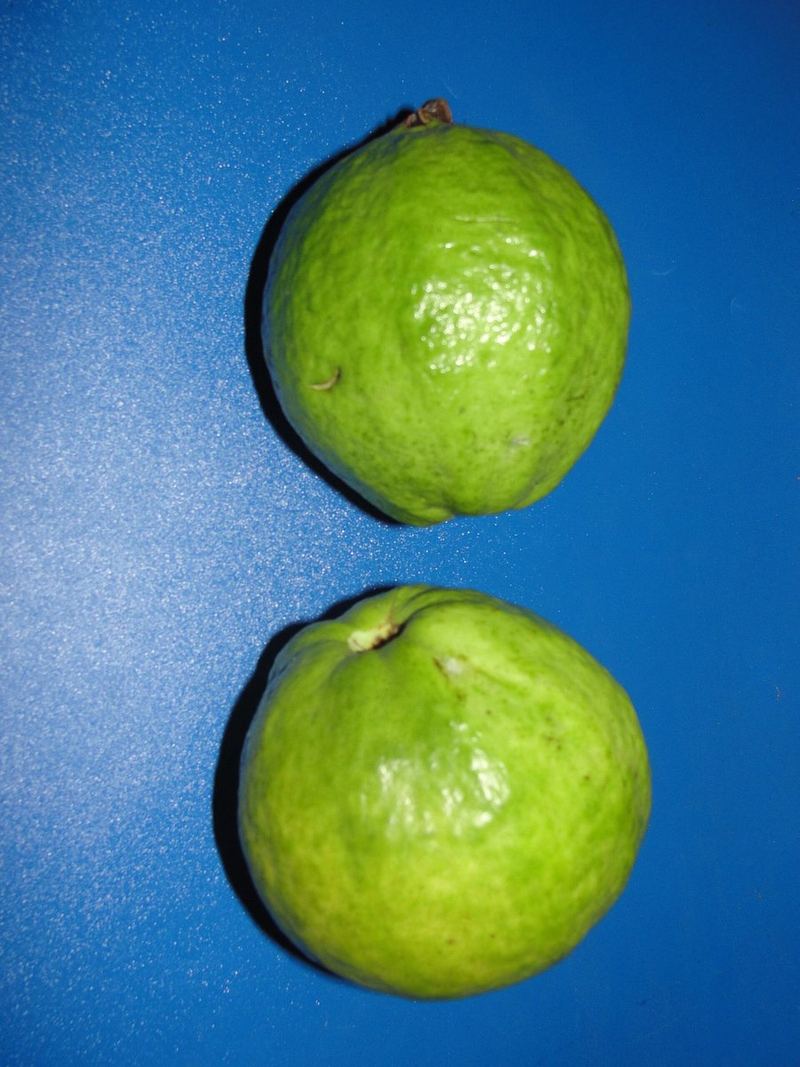 Guava Seeds 10 Seeds
