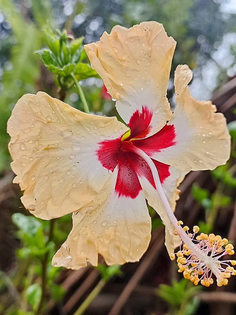 Hibiscus Plant Small Nursery Bag