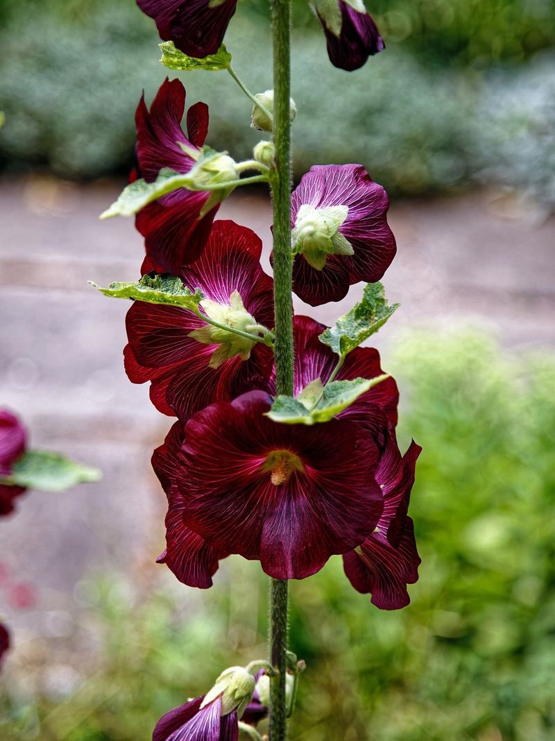 Hollyhock Seeds 25 Seeds