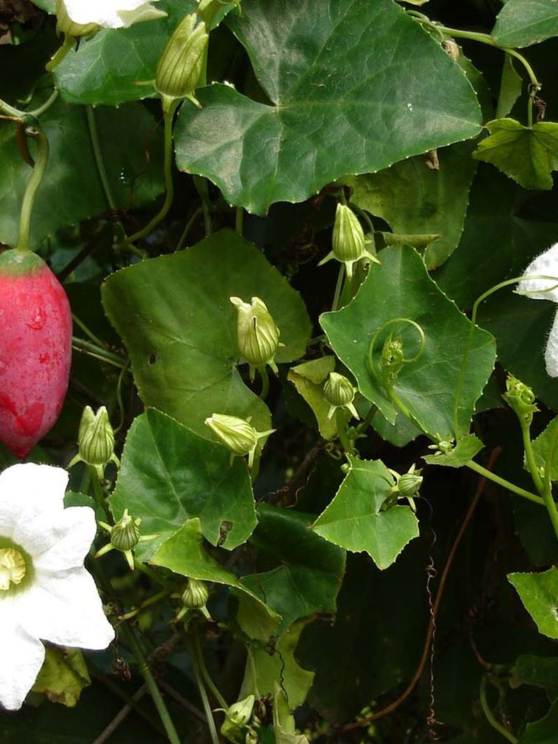 Ivy Gourd Seeds 25g