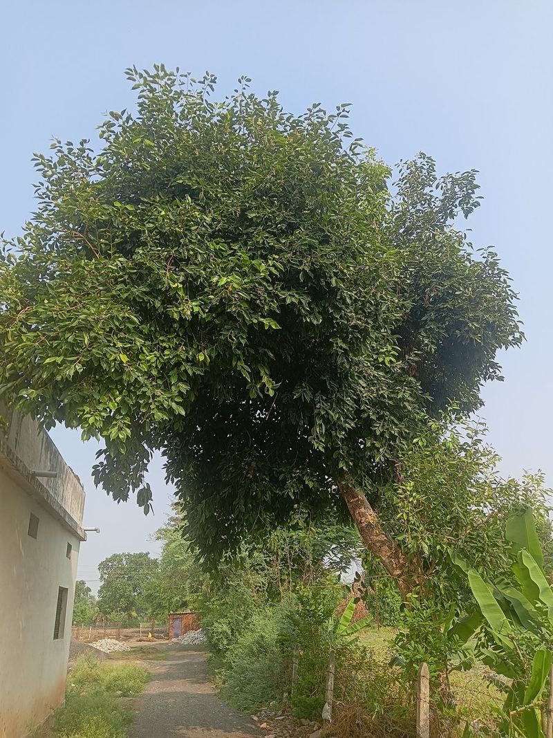 Jamun Plant Small Nursery Bag