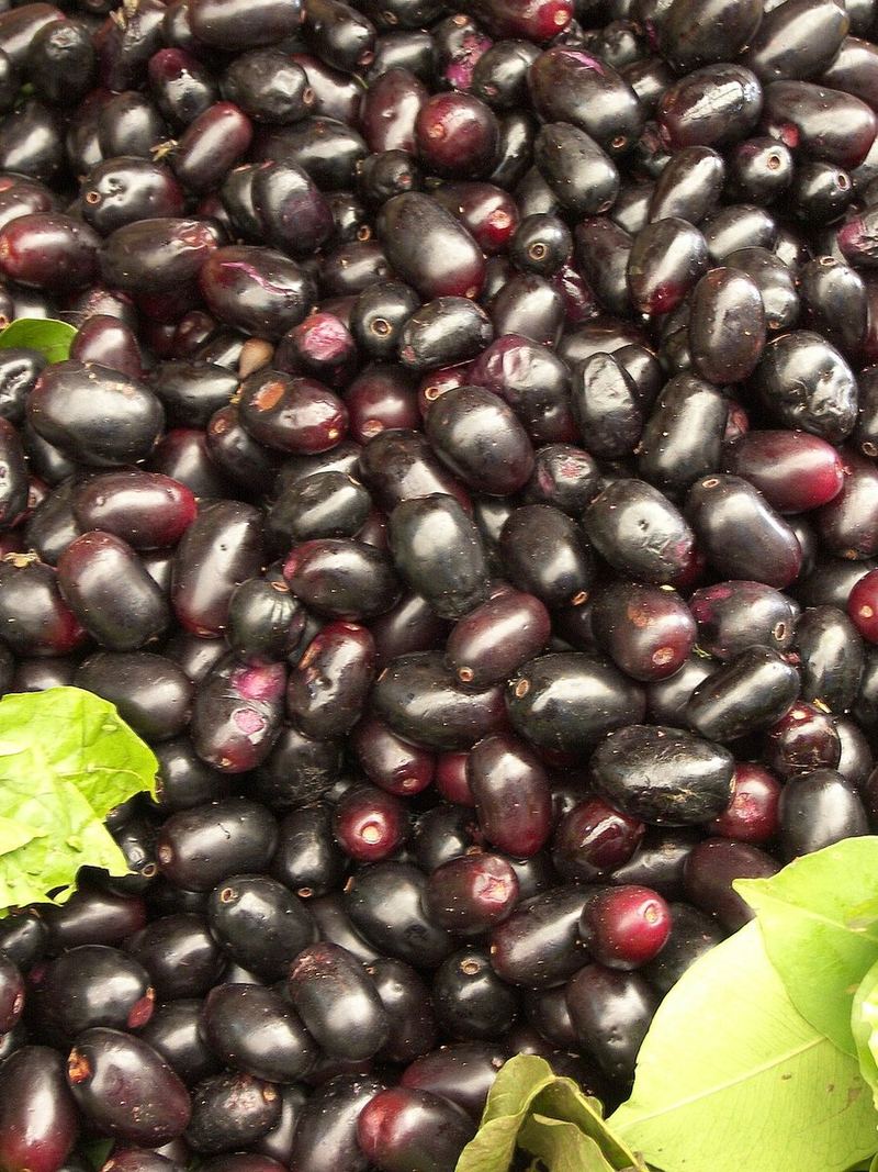 Jamun Seeds 100 Seeds