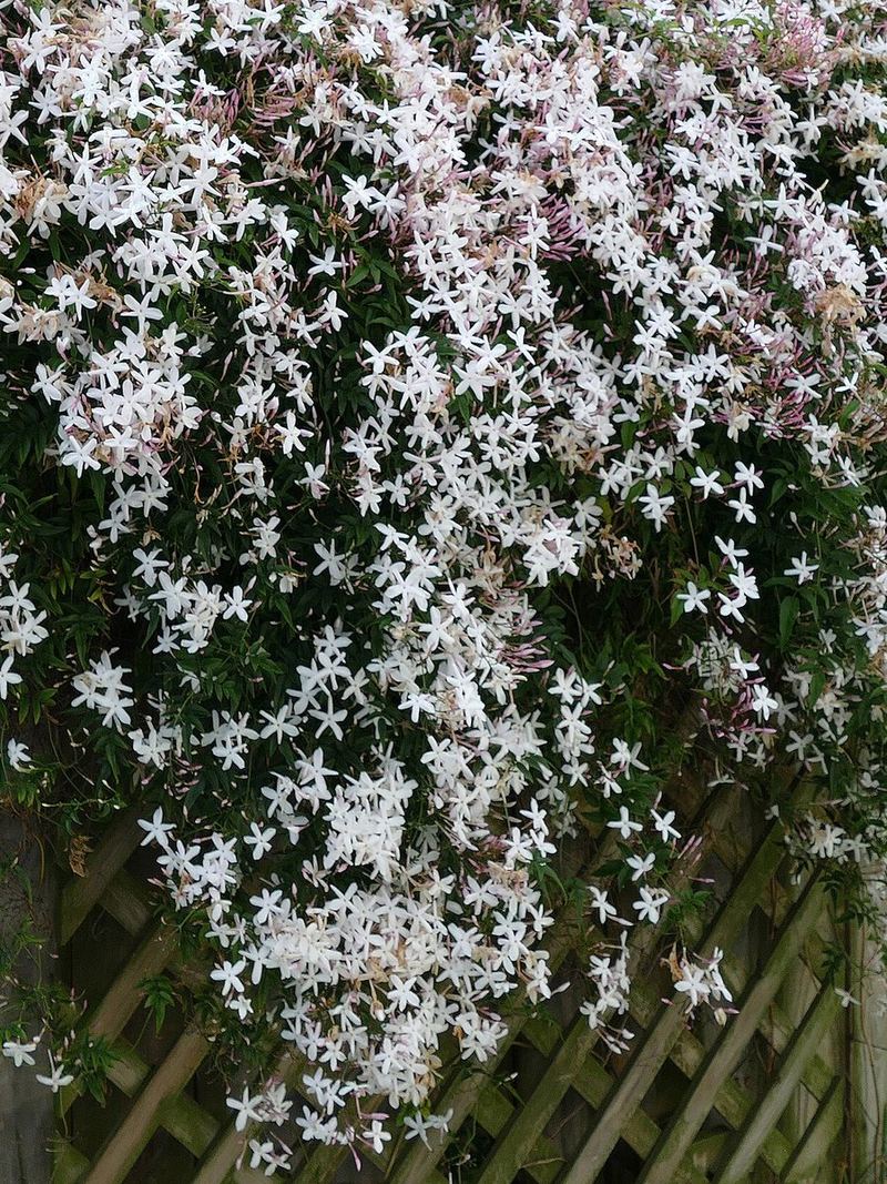 Jasmine Plant Small Nursery Bag