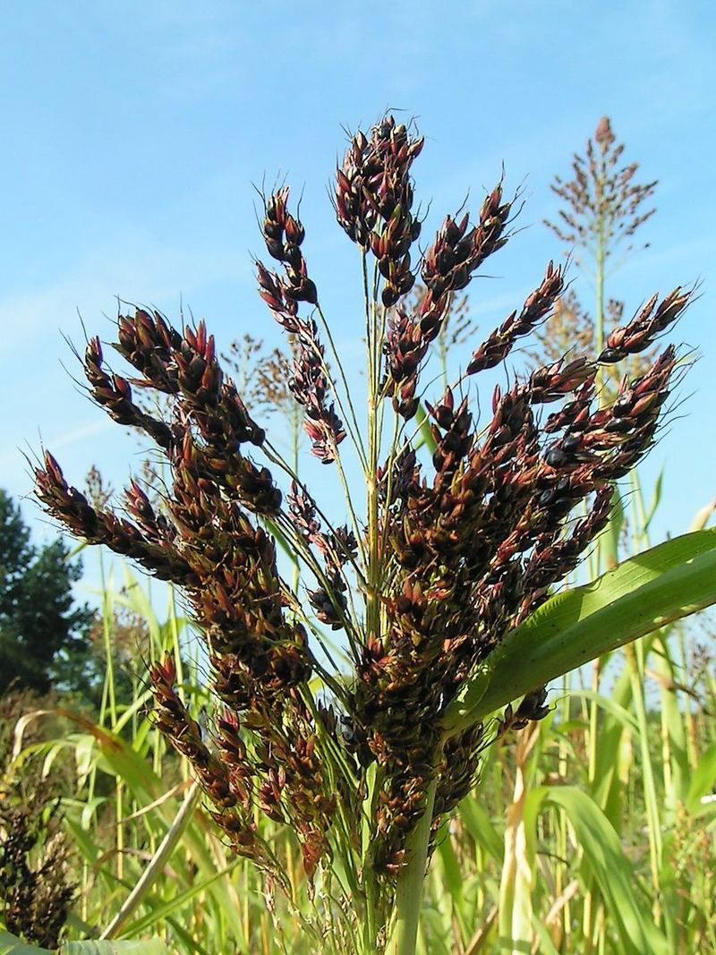 Jowar Seeds 500g