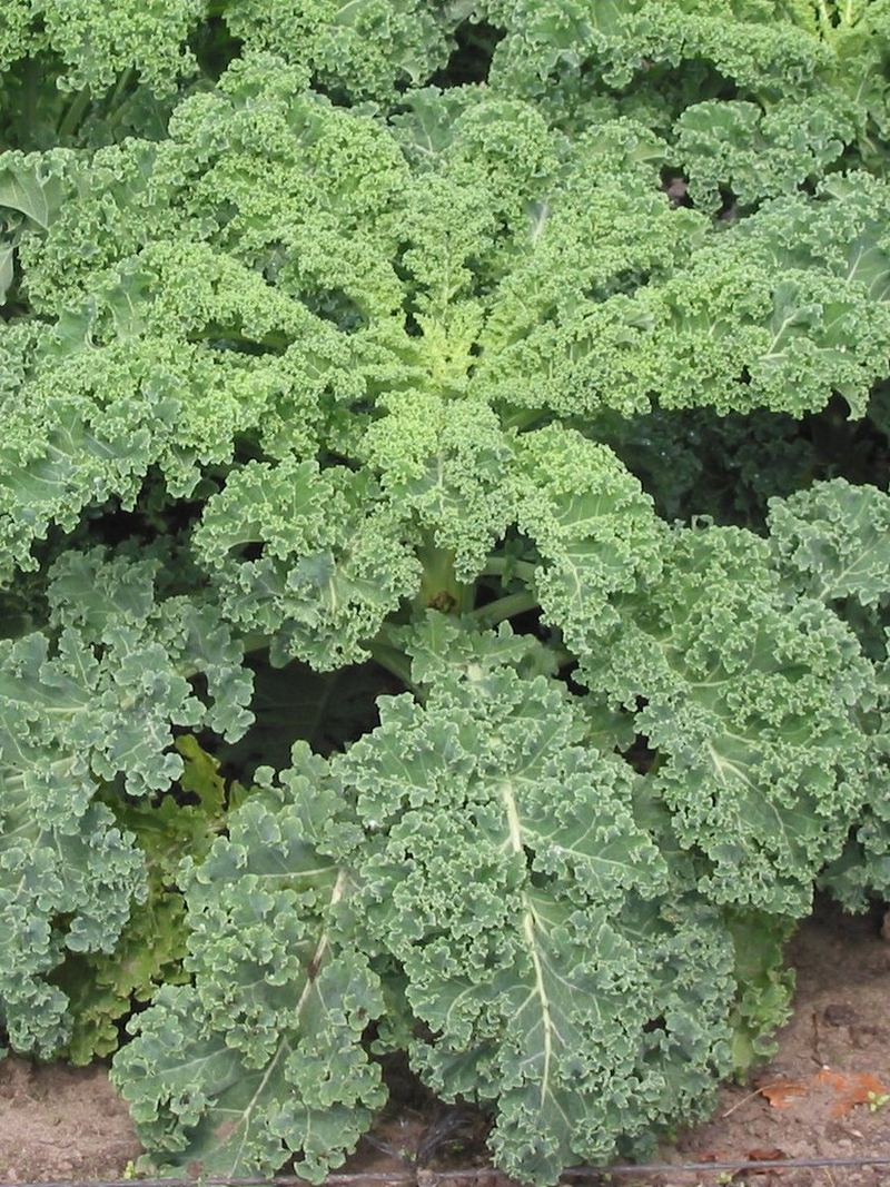 Kale Seeds 25g