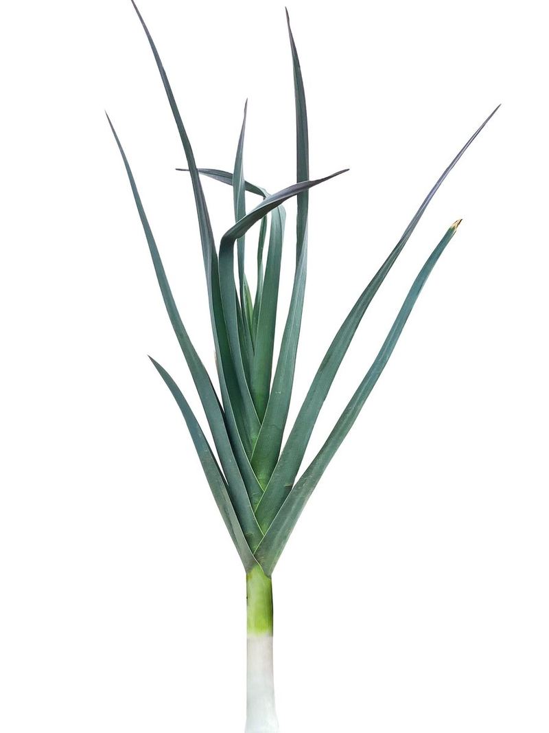 Leek Seeds 25g