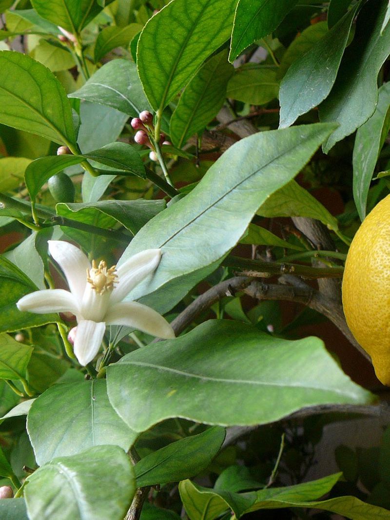 Lemon Plant Small Nursery Bag