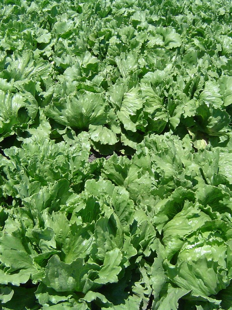 Lettuce Seeds 25g